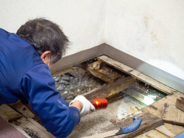 Mold Testing and Removal in Tifton, GA