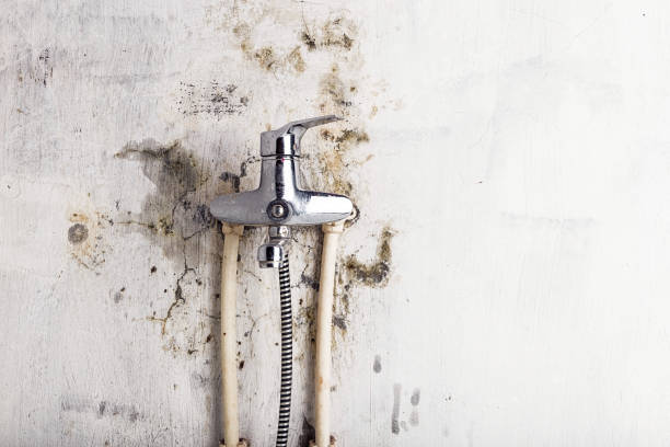 Best Office Mold Removal Services  in Tifton, GA
