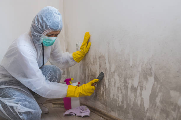 Best Attic Mold Removal  in Tifton, GA
