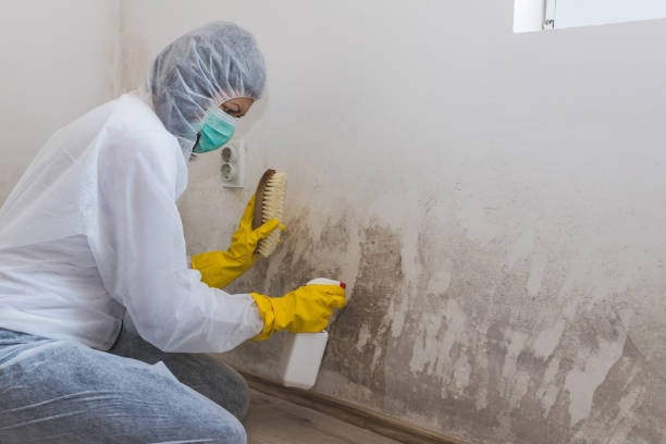 Reliable Tifton, GA Mold Removal Solutions