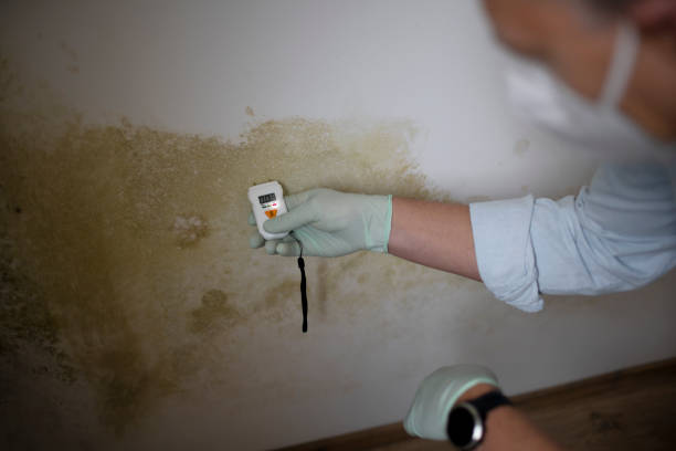 Best Mold Damage Repair  in Tifton, GA