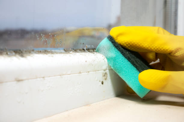 Best Local Mold Removal Service  in Tifton, GA