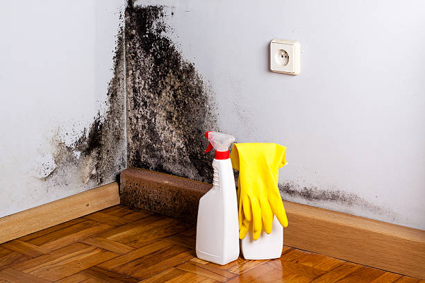 Best Toxic Mold Removal  in Tifton, GA