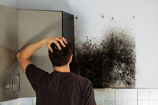 Best Affordable Mold Removal  in Tifton, GA