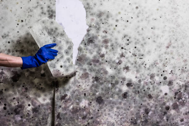 Best Professional Mold Removal  in Tifton, GA