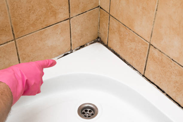 Best Toxic Mold Removal  in Tifton, GA